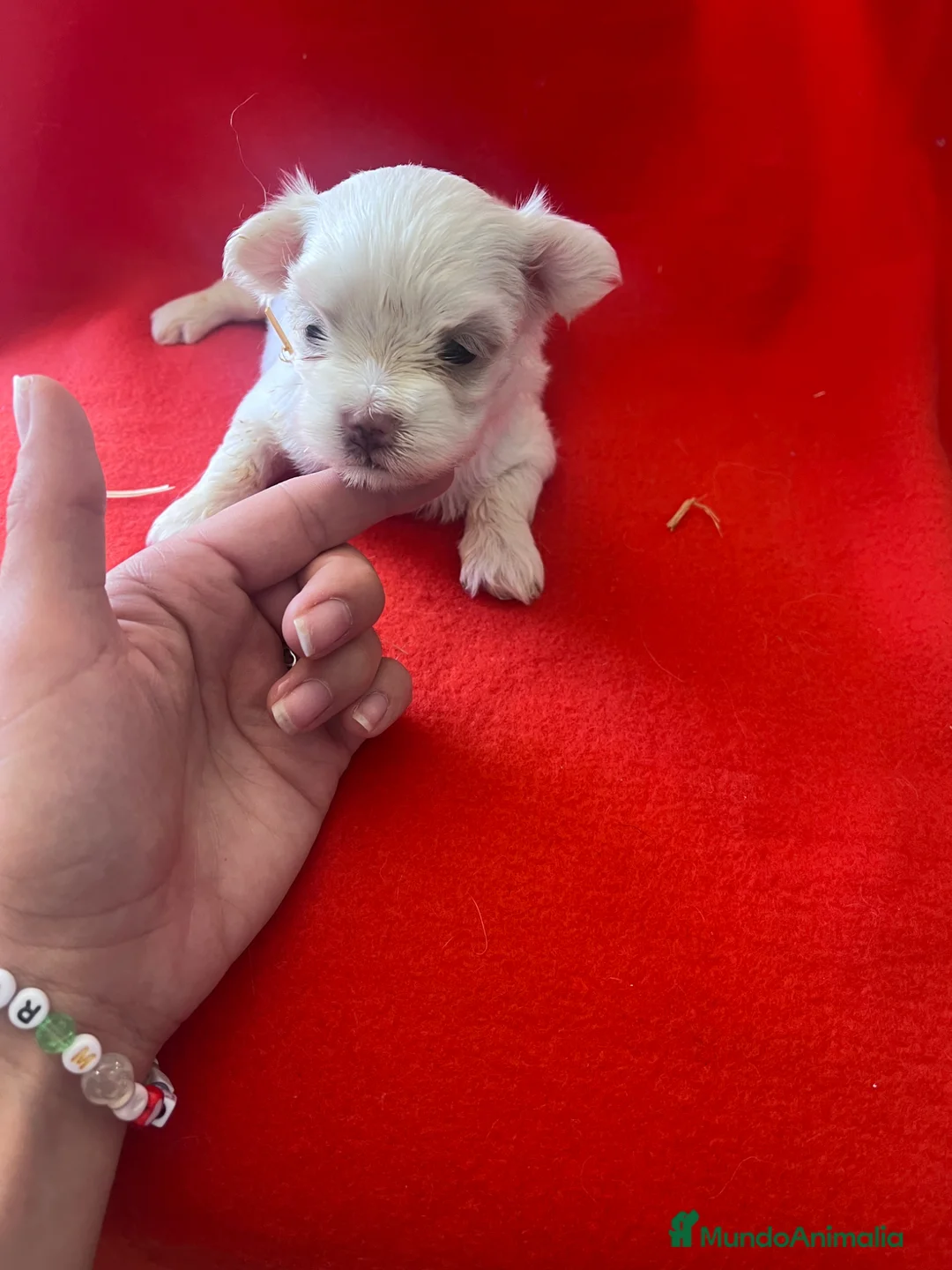 Bichón Maltés perros en venta: PRECIOSA BICHON MALTÉS TOY - Anuncio 2
