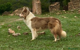 Border Collie perros en venta: cachorro rojo mirlo de Border Collie - Imagen 14