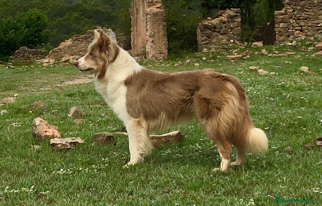 Border Collie perros en venta: cachorro rojo mirlo de Border Collie - Imagen 14