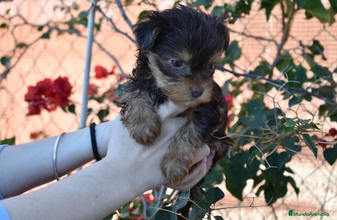 Yorkshire Terrier perros en venta: YORKSHIRE CHOCOLATE  - Anuncio 1