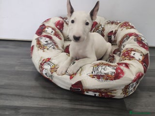 Bull Terrier perros - Anuncio 2