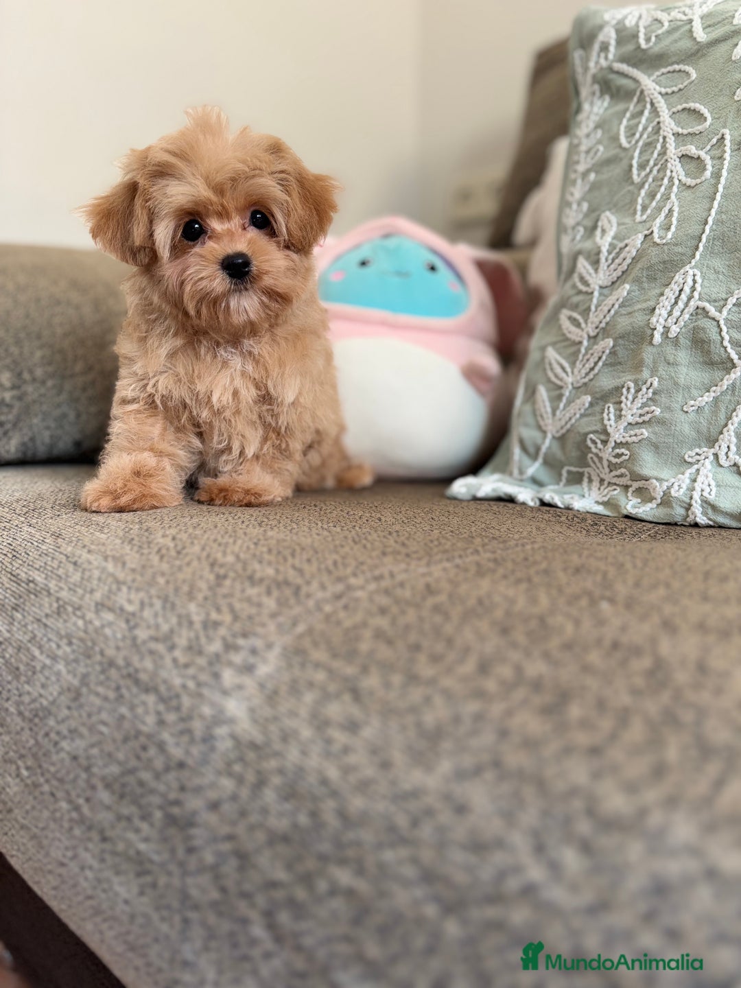 Maltipoo perros en venta: Maltipoo toy Hwmbra  - Anuncio 6