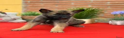 Raza Mixta perros en venta: Mix malinois/husky  - Anuncio 4