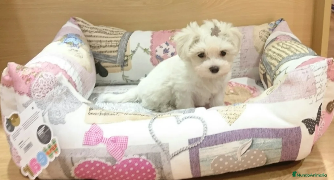 Bichón Maltés perros en venta: Bichón Maltés en Barcelona - Anuncio 4