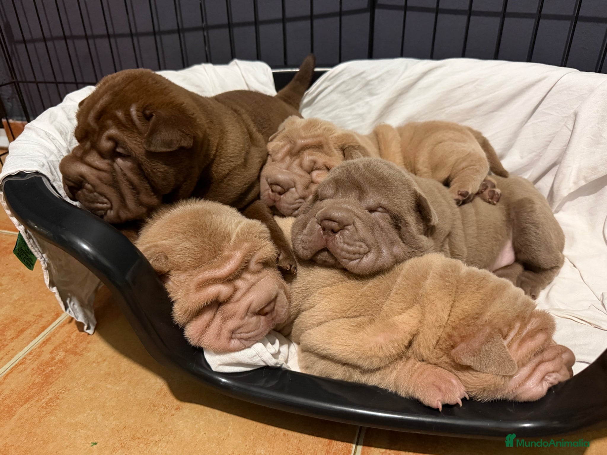 Shar Pei perros Shar-pei línea americana  - Anuncio 28