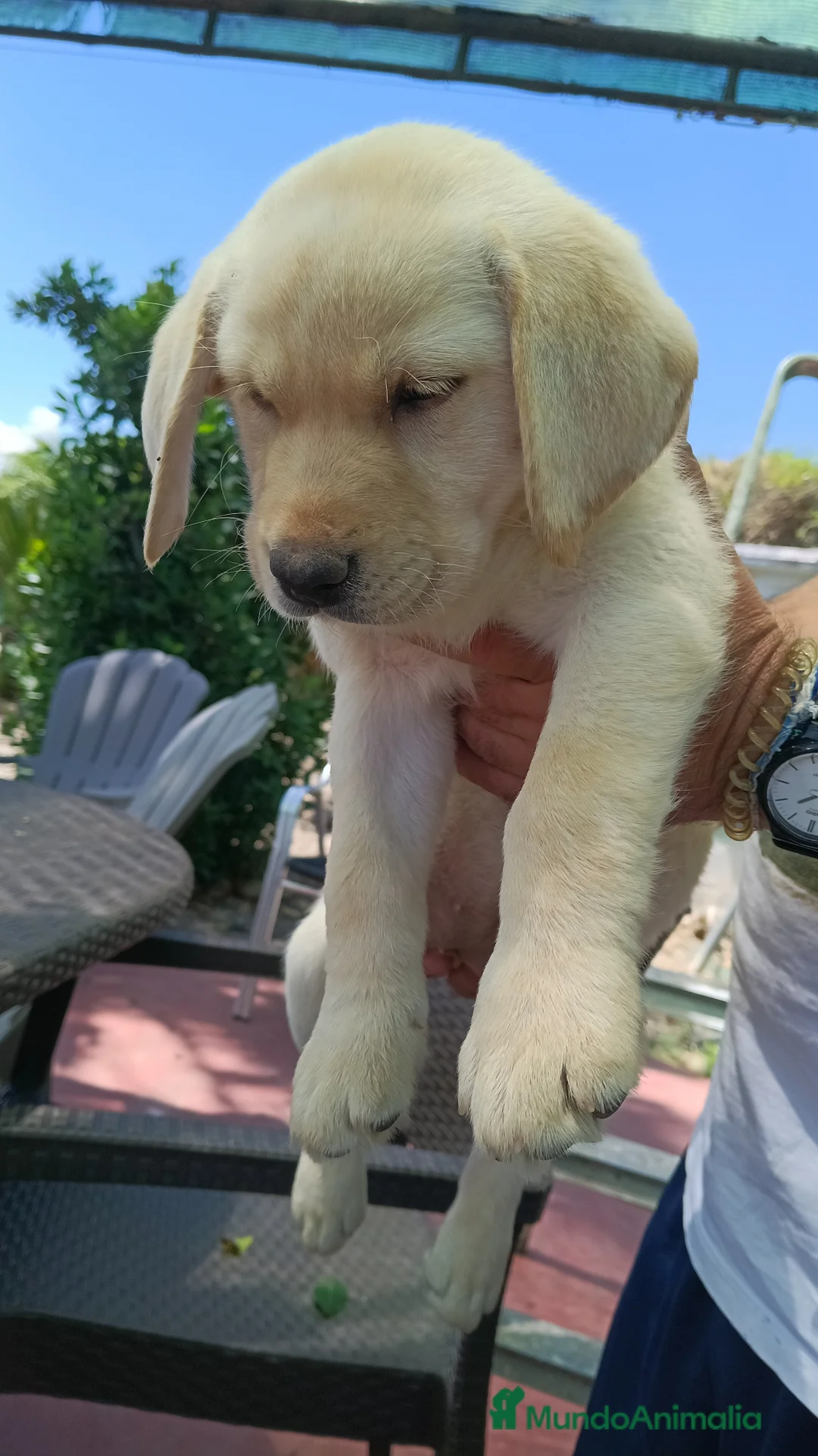 Labrador Retriever perros en venta: Hembra labrador retriever dorado  en Sevilla - Anuncio 2