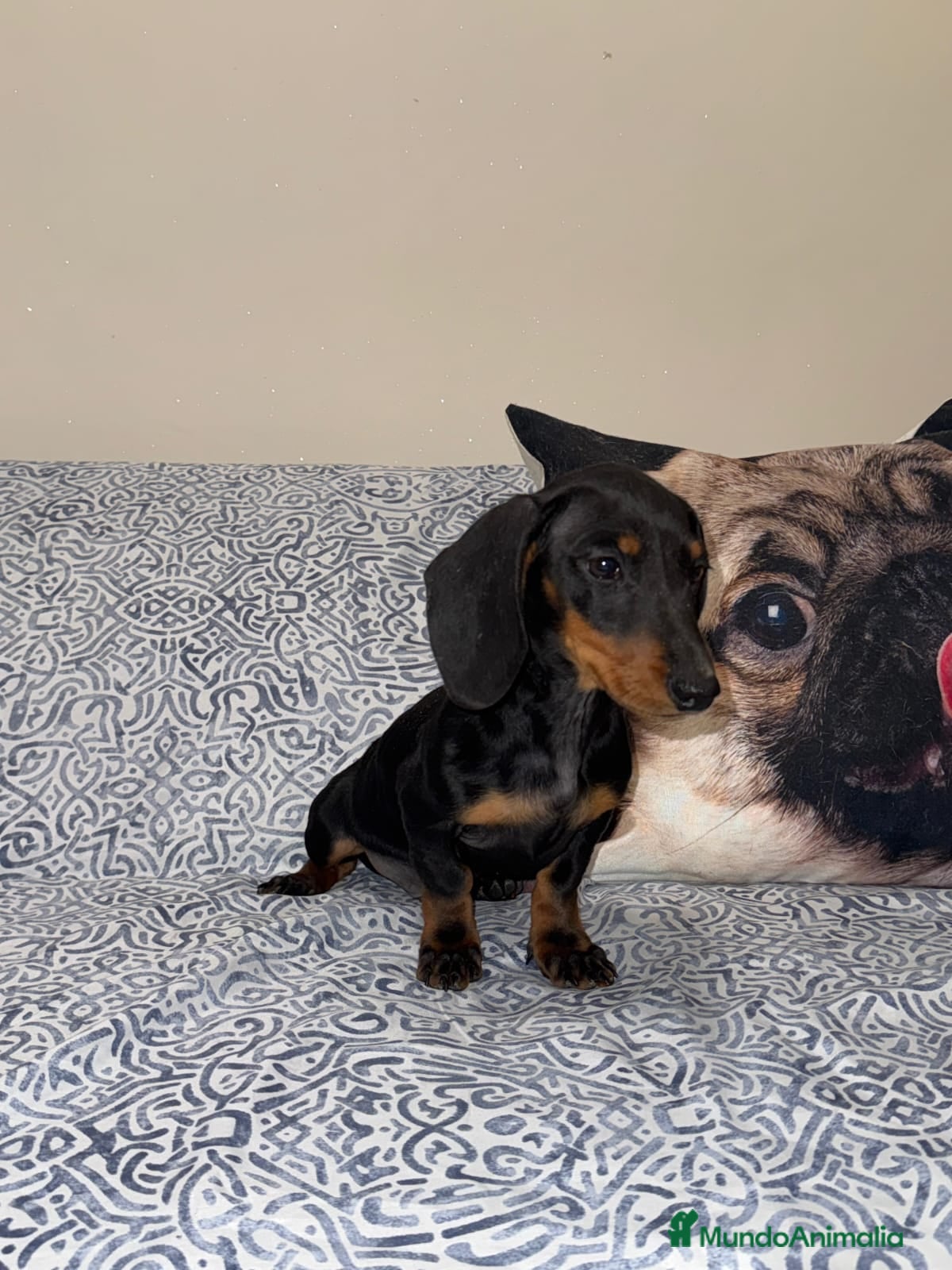 Teckel Miniatura perros Teckel kanichen macho negro fuego  - Anuncio 2