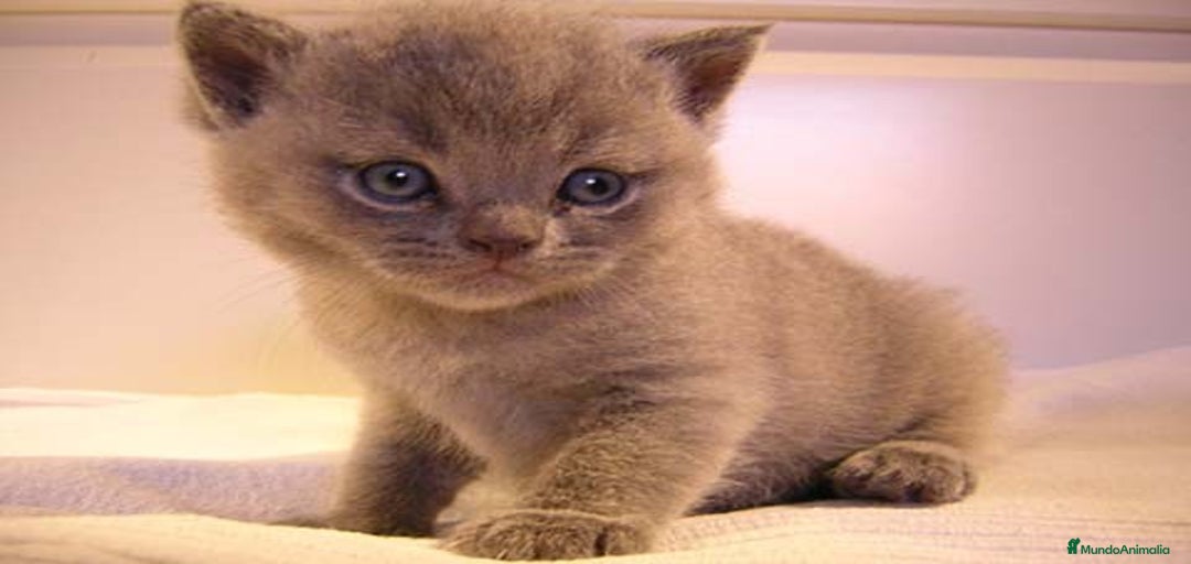 Imagen de galería {{count}}