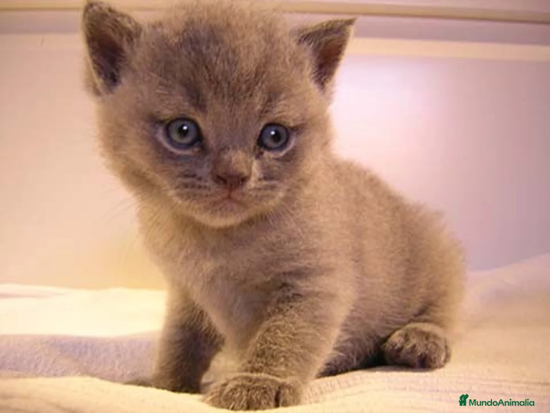 Imagen de galería {{count}}