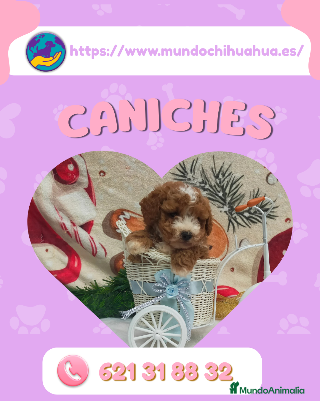 Caniche Enano perros Camada de caniche enano 🐩🎀 - Anuncio 1