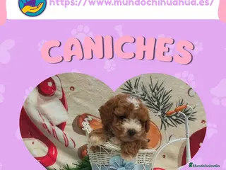 Caniche Enano perros Camada de caniche enano 🐩🎀 - Anuncio 1