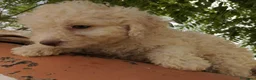 Perro de Agua Español perros en venta: Preciosos cachorros de Perro de Agua - Anuncio 2