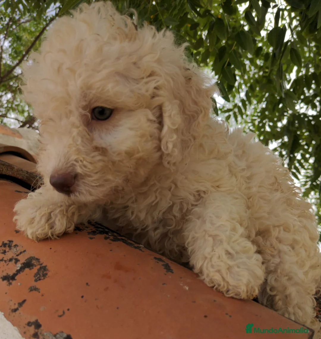 Perro de Agua Español perros en venta: Preciosos cachorros de Perro de Agua - Anuncio 2