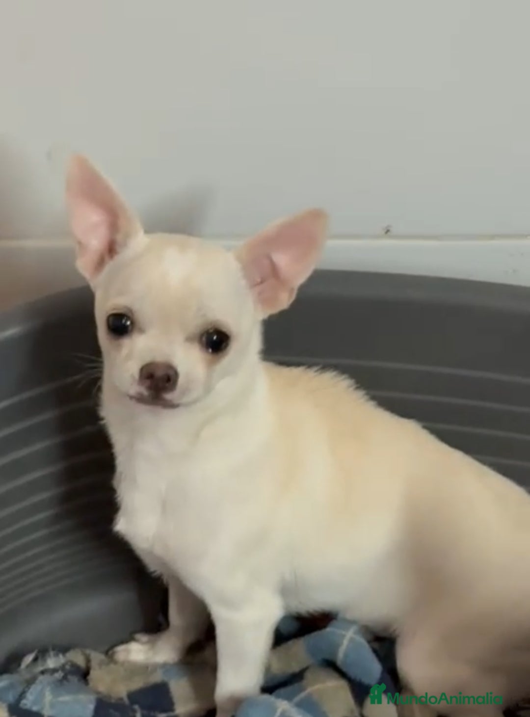 Chihuahua perros Chihuahua mini - Anuncio 2