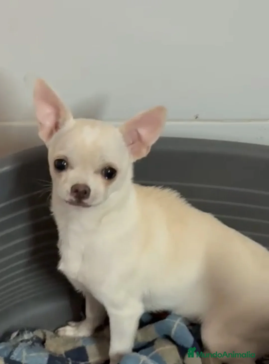 Chihuahua perros en venta: Chihuahua mini - Anuncio 2