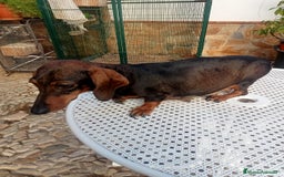 Teckel perros en venta: Tekel - Imagen 1