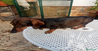 Teckel perros - Anuncio 4