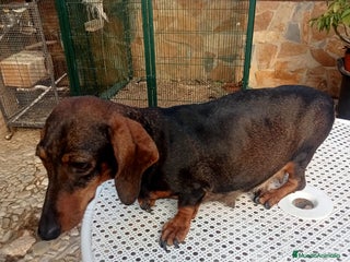 Teckel perros - Anuncio 8