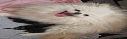 Pomerania perros en venta: Pomerania  - Anuncio 8