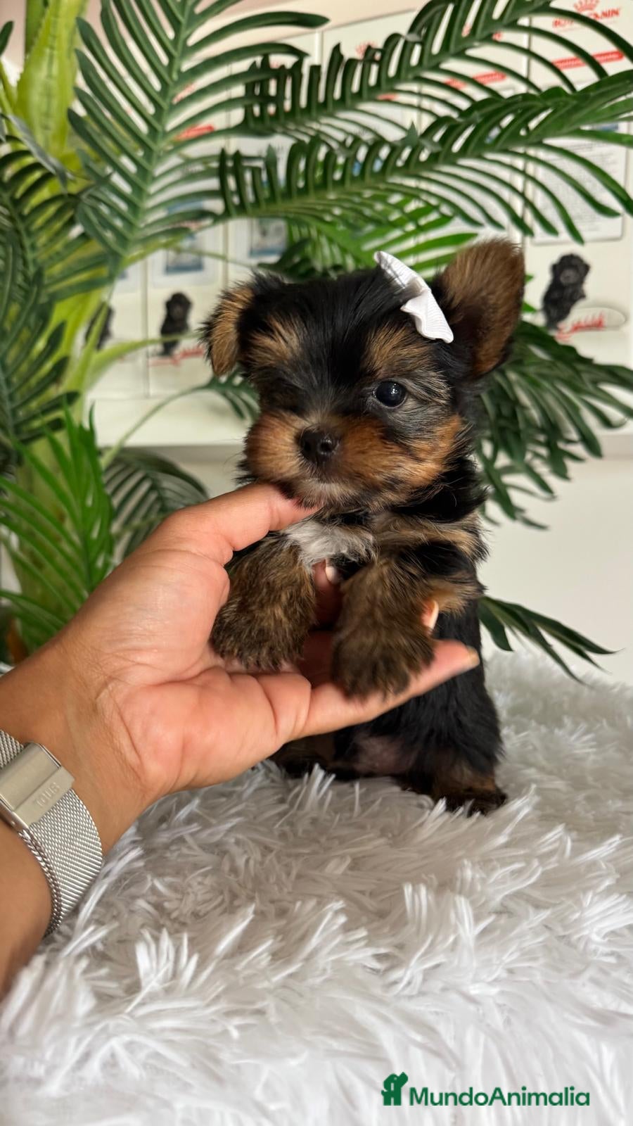 Yorkshire Terrier perros YORKSHIRE TERRIER - Anuncio 13
