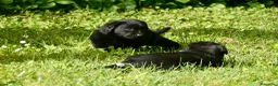 Labrador Retriever perros en venta: Cachorros de Labrador Retriever Negros - Anuncio 32