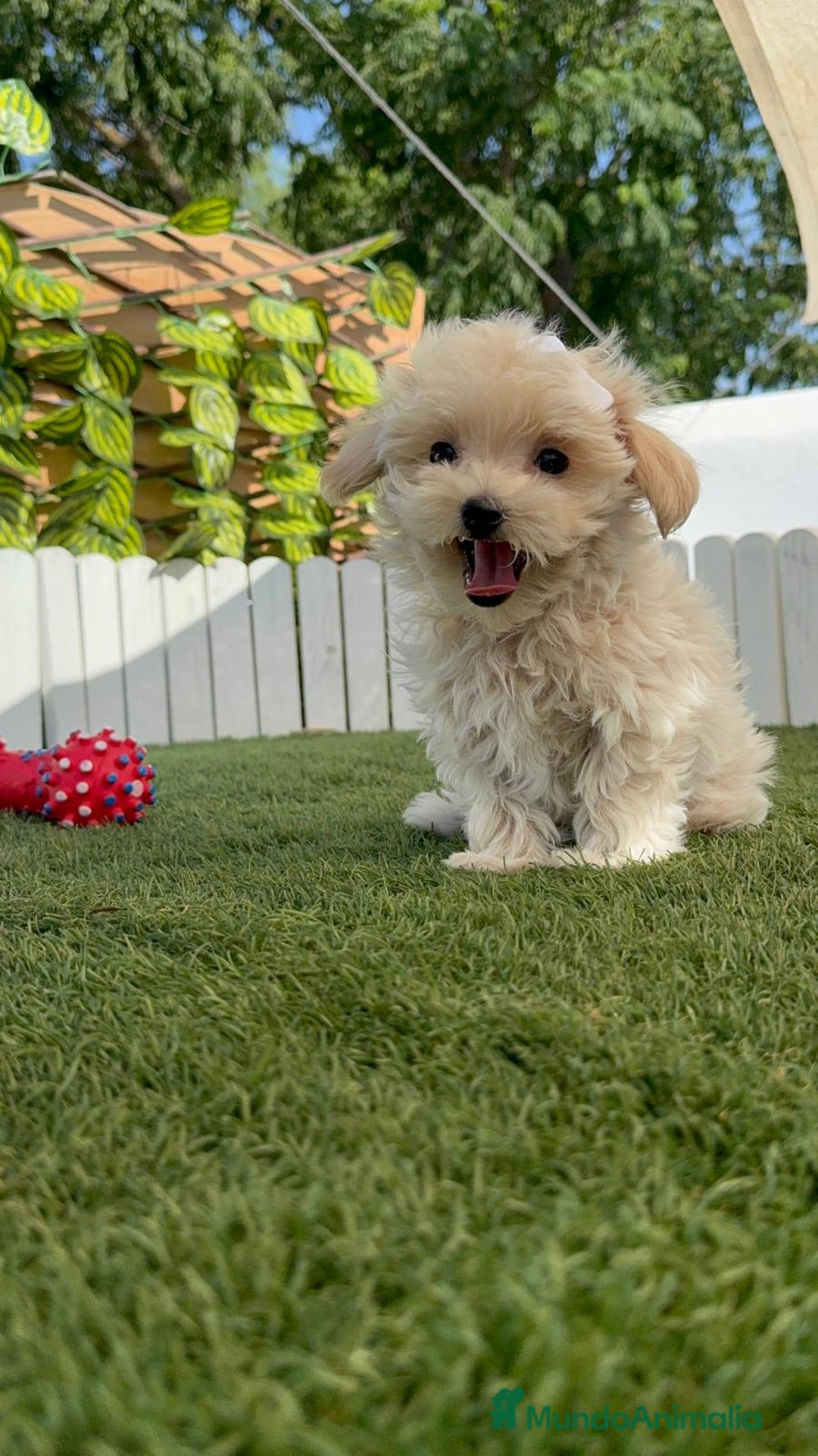 Maltipoo perros en venta: MALTIPOO  - Imagen 16