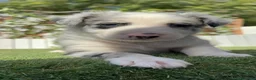 Border Collie perros en venta: BORDER COLLIE MERLE - MACHO - Anuncio 3