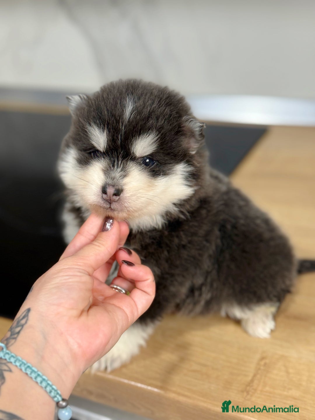 Pomsky perros en venta: Pomsky  - Anuncio 12