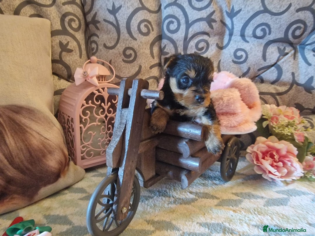 Yorkshire Terrier perros en venta: Camada yorkshire terrier - Anuncio 19