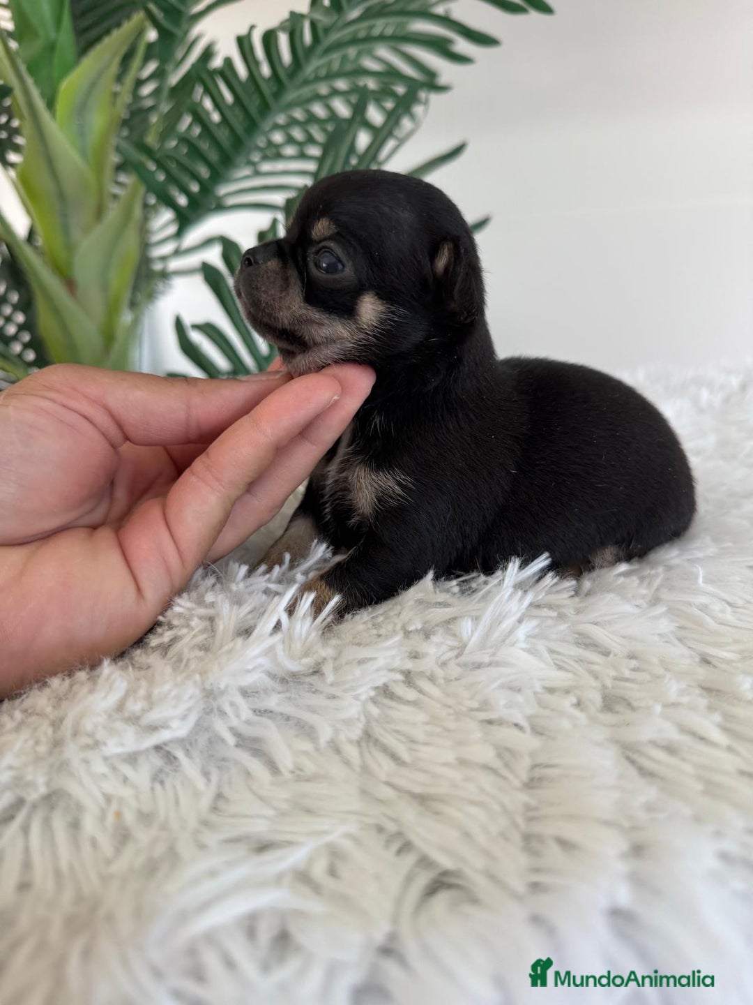 Chihuahua perros en venta: CHIHUAHUA MACHO NEGRO Y FUEGO - Imagen 2
