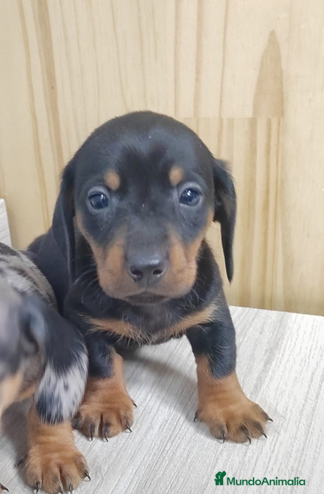 Teckel Miniatura perros en venta: Teckel Arlequin Miniatura Macho - Anuncio 1