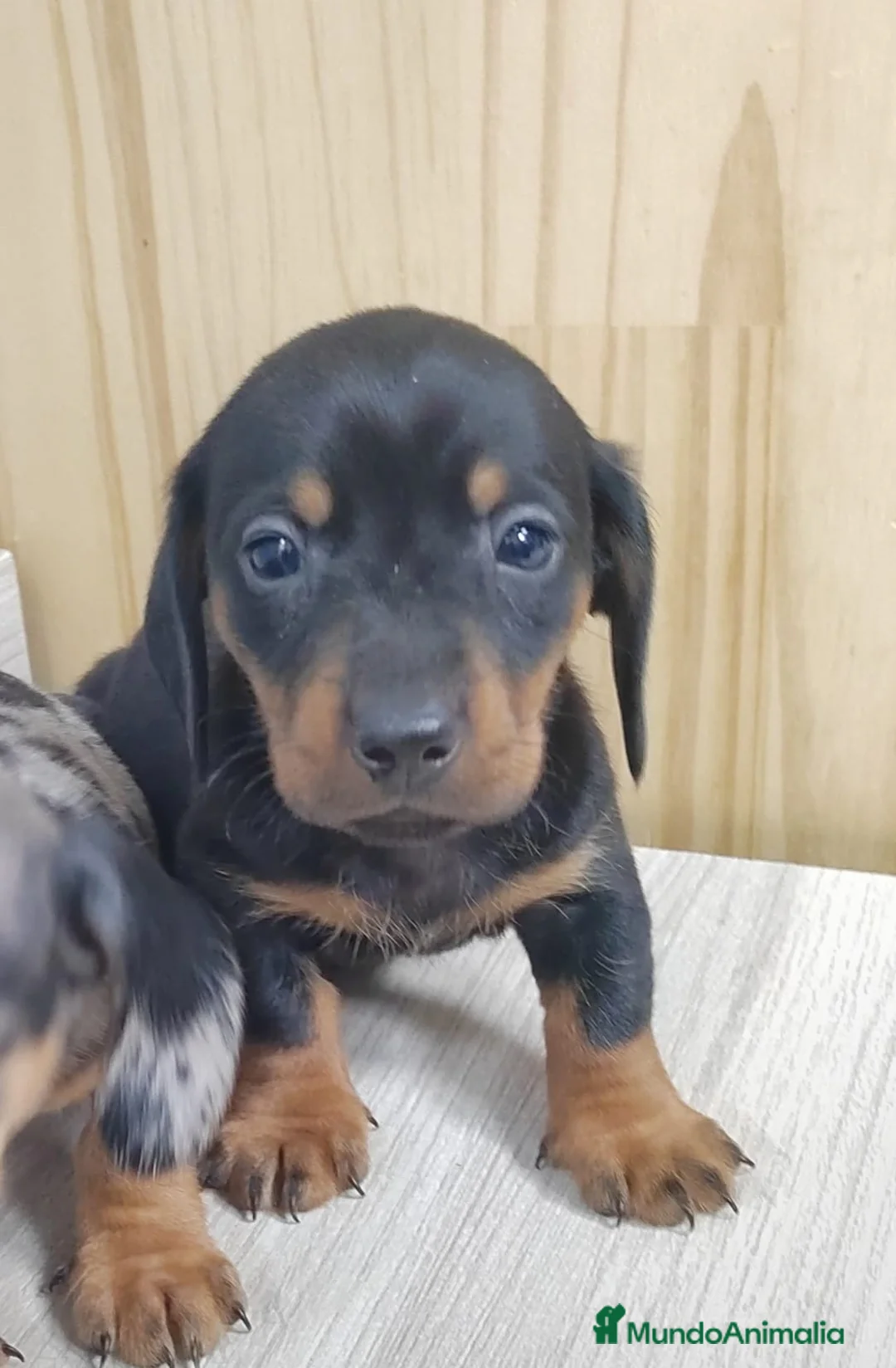 Teckel Miniatura perros en venta: Teckel Arlequin Miniatura Macho - Anuncio 1