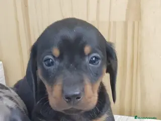 Teckel Miniatura perros Teckel Arlequin Miniatura Macho - Anuncio 40