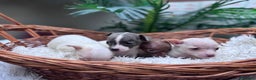 Chihuahua perros en venta: CHIHUAHUA  - Anuncio 4