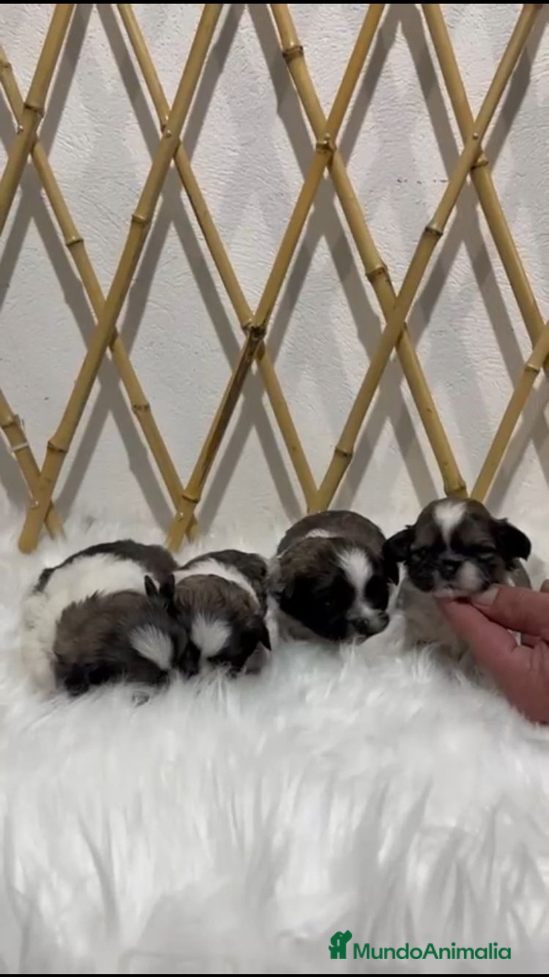 Shih Tzu perros en venta: SHIH TZU MINI - Anuncio 4