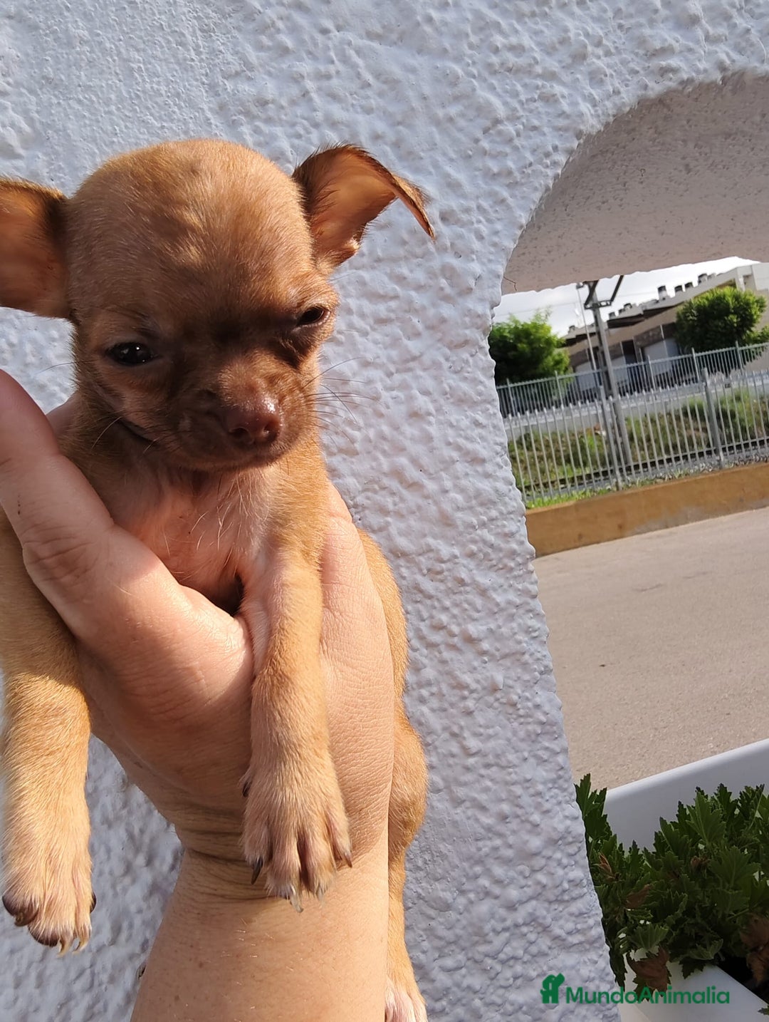 Chihuahua perros en venta: Macho de chihuahua toys  - Imagen 2