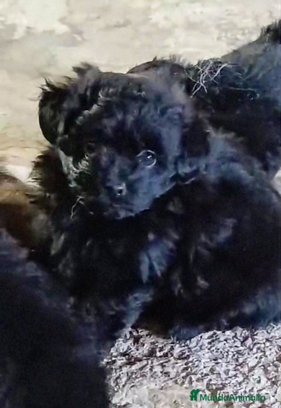 Caniche Enano perros en venta: **OFERTA AGOSTO** MACHITO POMAPOO, PELO BRILLANTE - Imagen 5