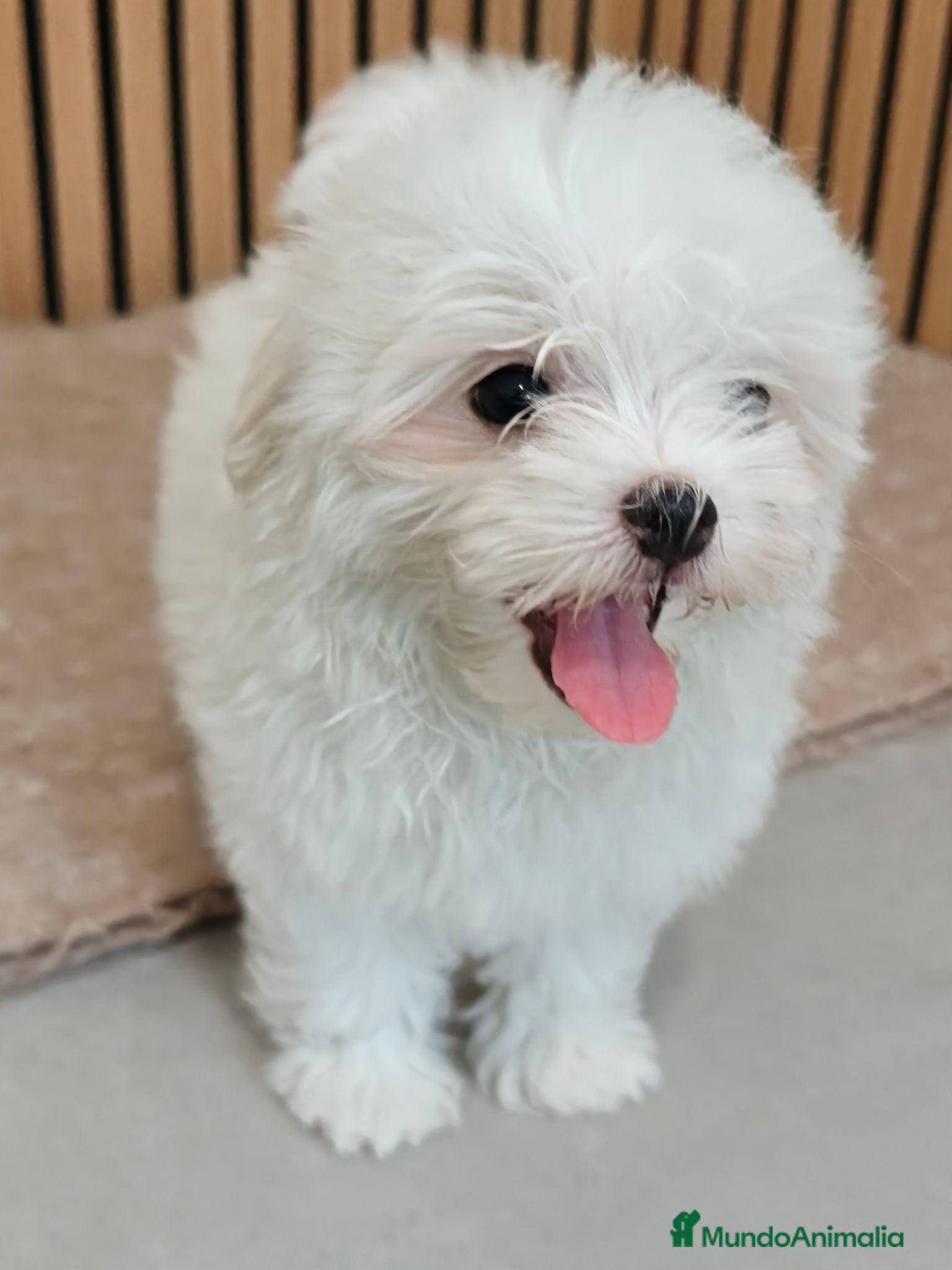 Bichón Maltés perros Bichón maltes Hembra disponibles  - Anuncio 1