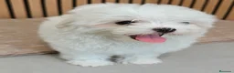 Bichón Maltés perros en venta: Bichón maltes Hembra disponibles  - Anuncio 1