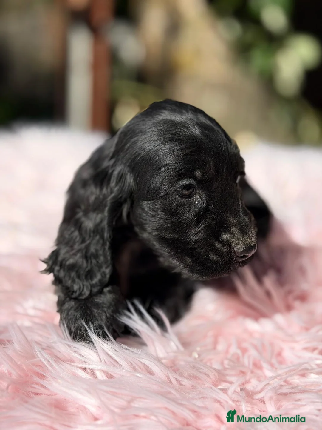 Cocker Spaniel Inglés perros en venta: COCKER SPANIEL INGLES - Anuncio 3