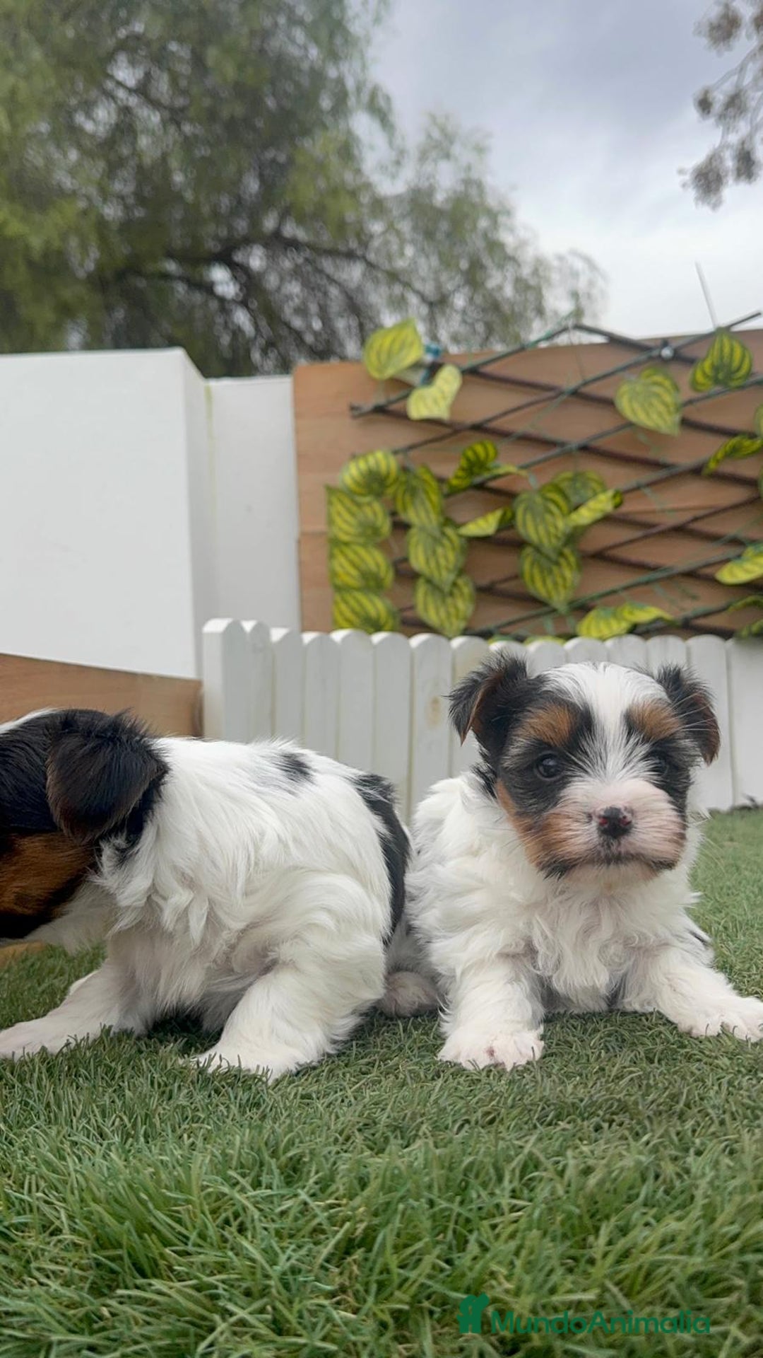 Yorkshire Terrier perros en venta: YORKSHIRE BIEWER MACHO - Anuncio 18