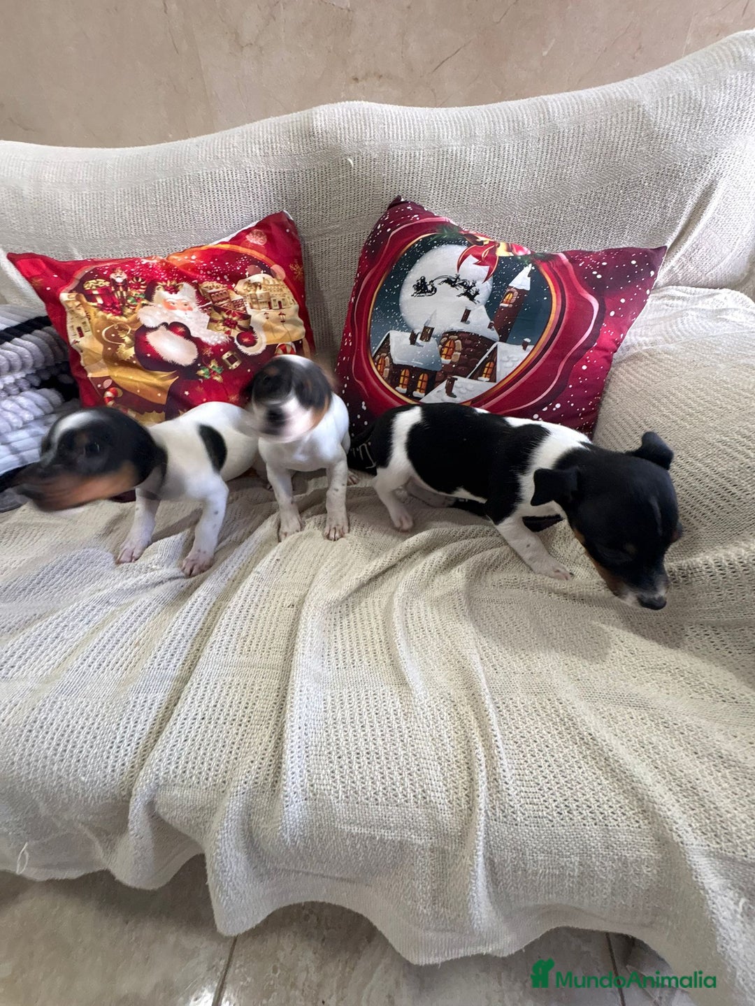 Jack Russell Terrier perros en venta: Jack Russell  - Anuncio 4