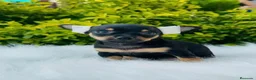 Pinscher Miniatura perros en venta: PINSCHER MINIATURA  - Anuncio 3