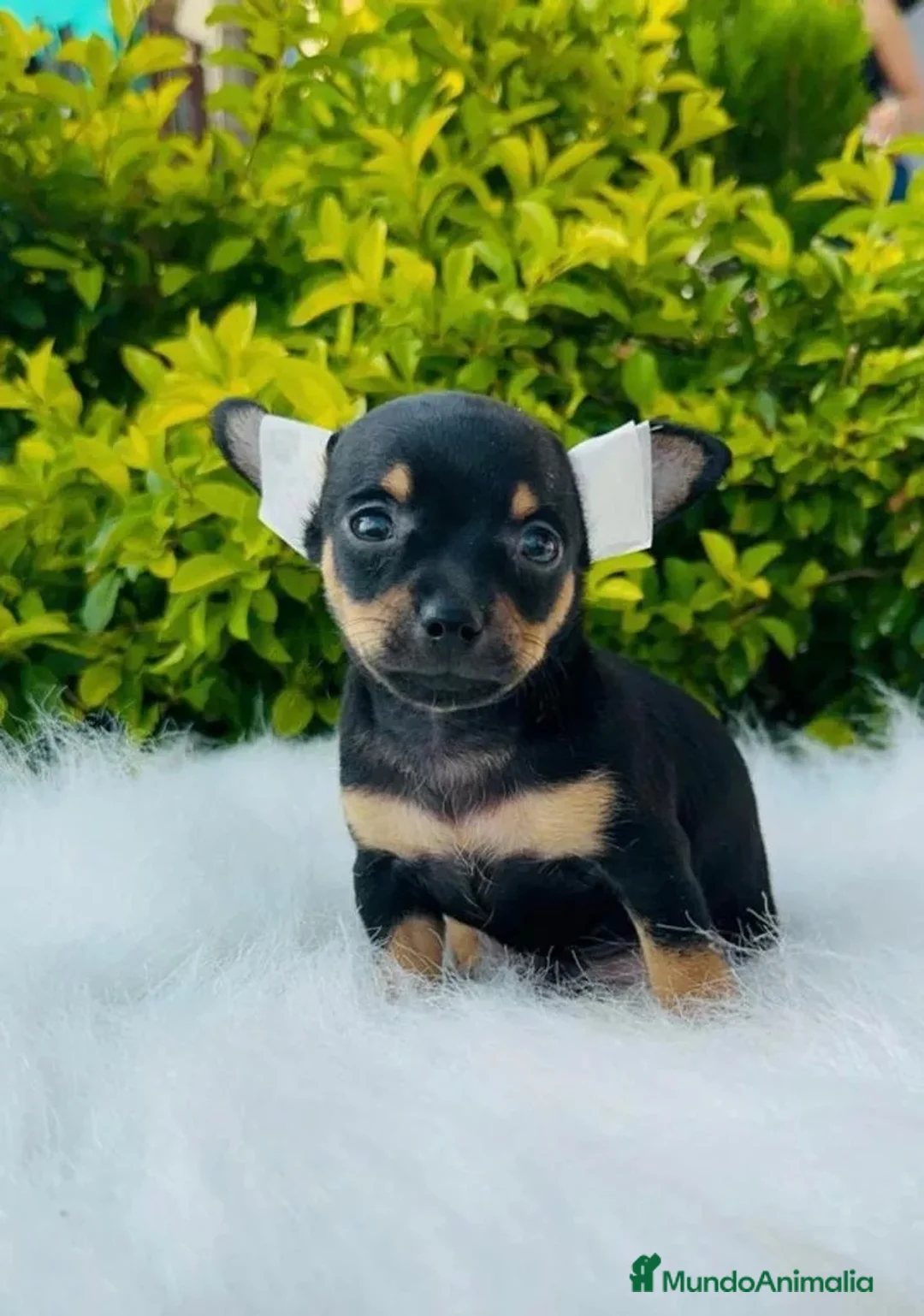 Pinscher Miniatura perros en venta: PINSCHER MINIATURA  - Anuncio 3