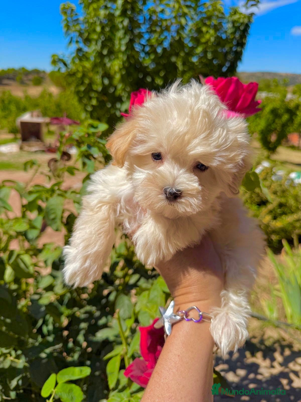 Maltipoo perros Maltipoo macho TOY - Anuncio 3