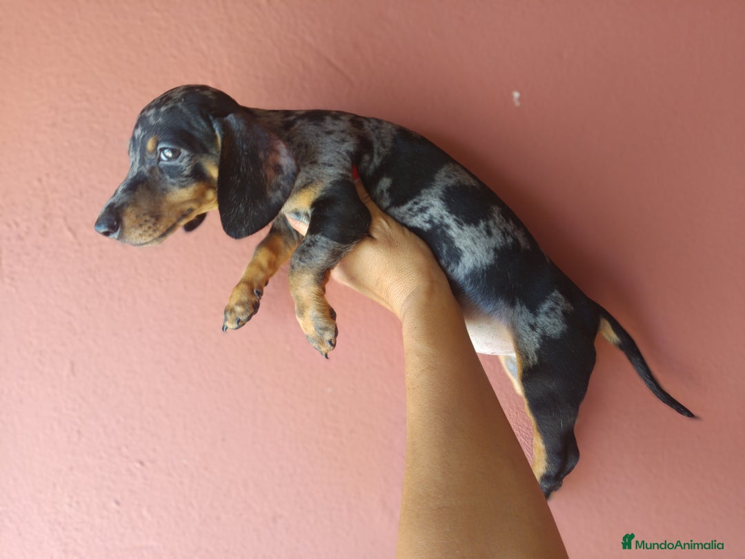 Teckel Miniatura perros en venta: Teckel miniatura - Imagen 3