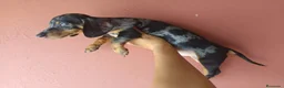 Teckel Miniatura perros en venta: Teckel miniatura - Anuncio 3