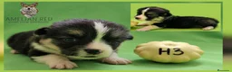 Welsh Corgi Pembroke perros en venta: Cachorros de Welsh Corgi Pembroke - Anuncio 9