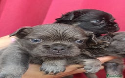 Bulldog Francés perros en venta: Bulldog francés Big rope fluffy y fluffys  - Imagen 5