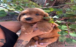 Goldendoodle perros en venta: Goldendoodle  - Imagen 2
